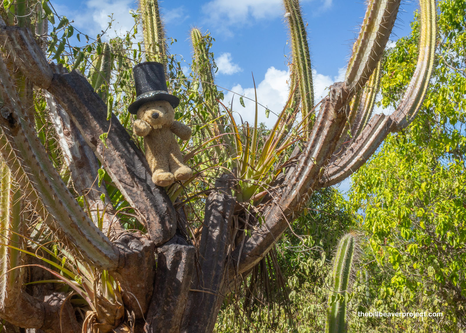 Some of the really cool plant life!