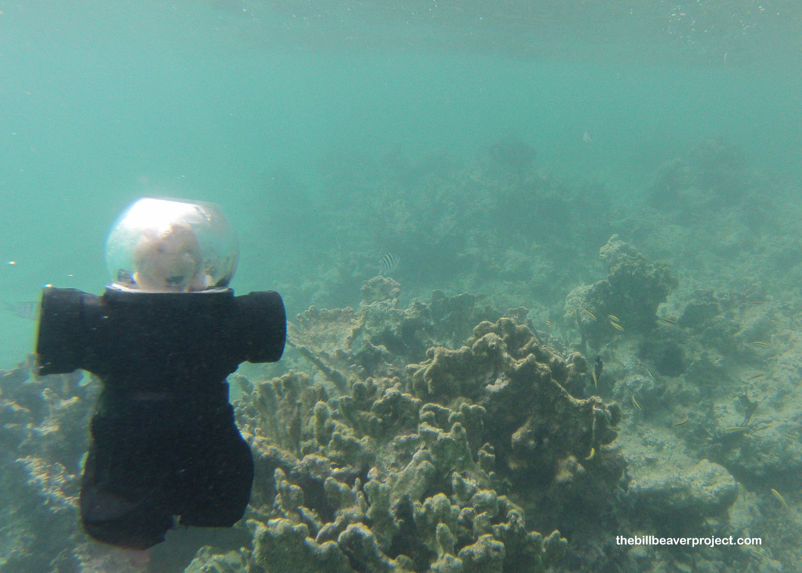 Some of the coral off Haulover Bay North!