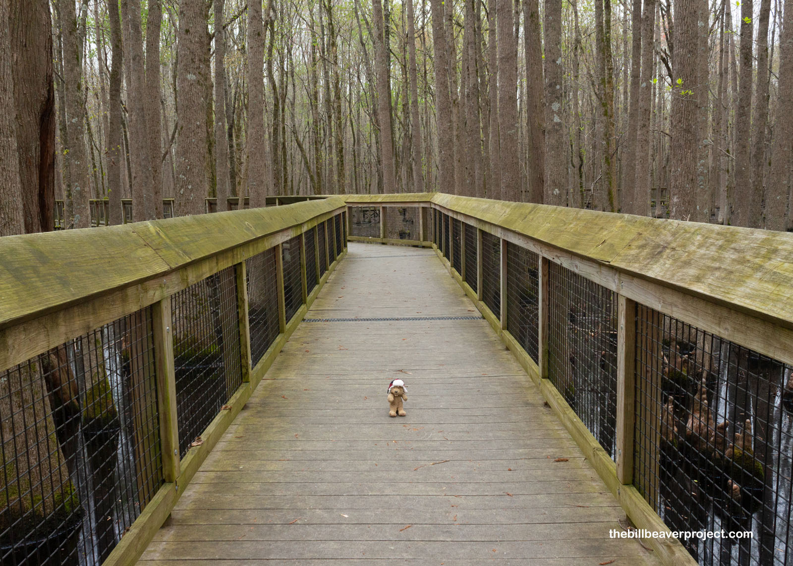 A boardwalk now leads through the swamp to the marker!