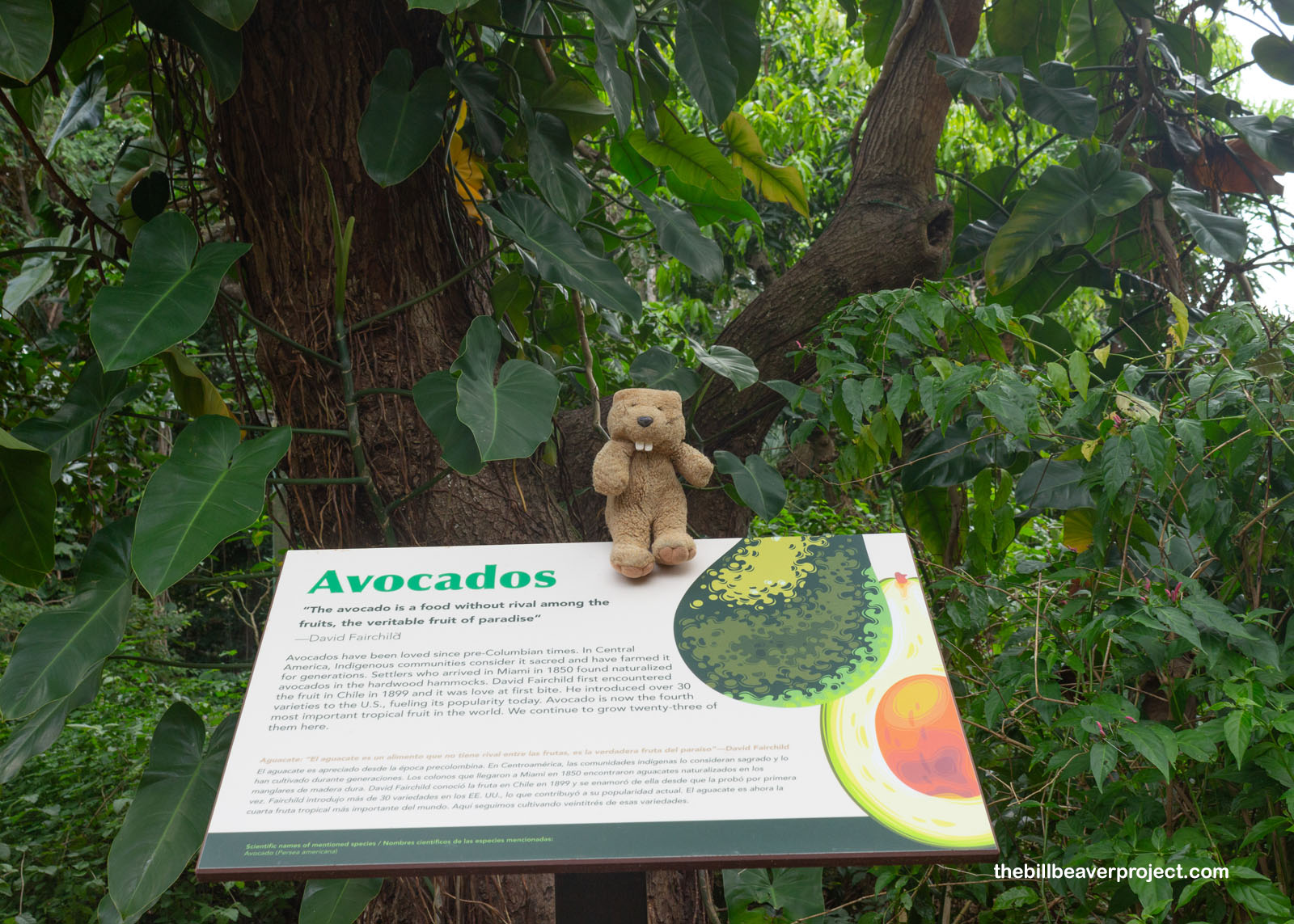 Avocados were just one of the fruits introduced here!
