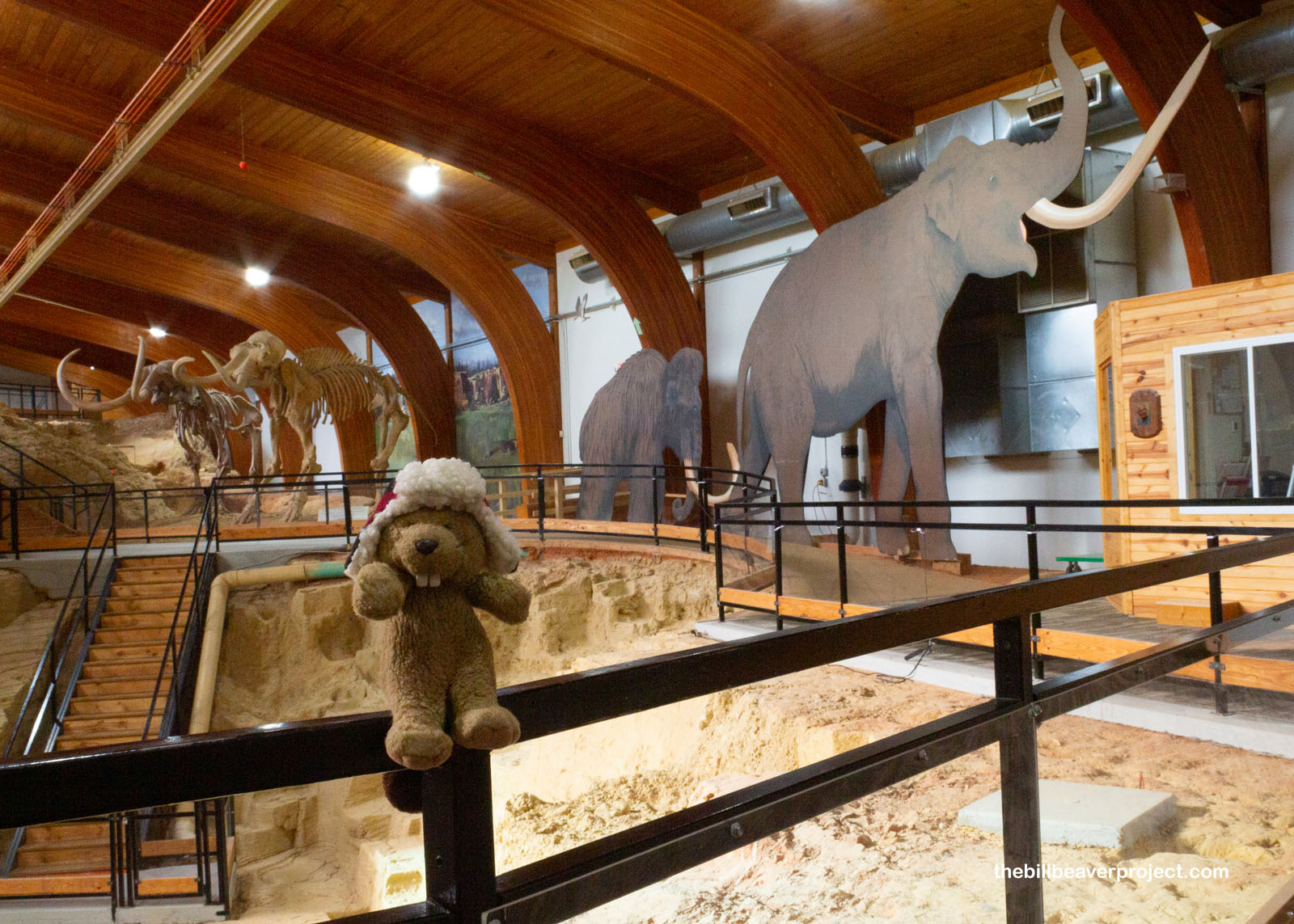 Some life-sized cutouts of different mammoth species!