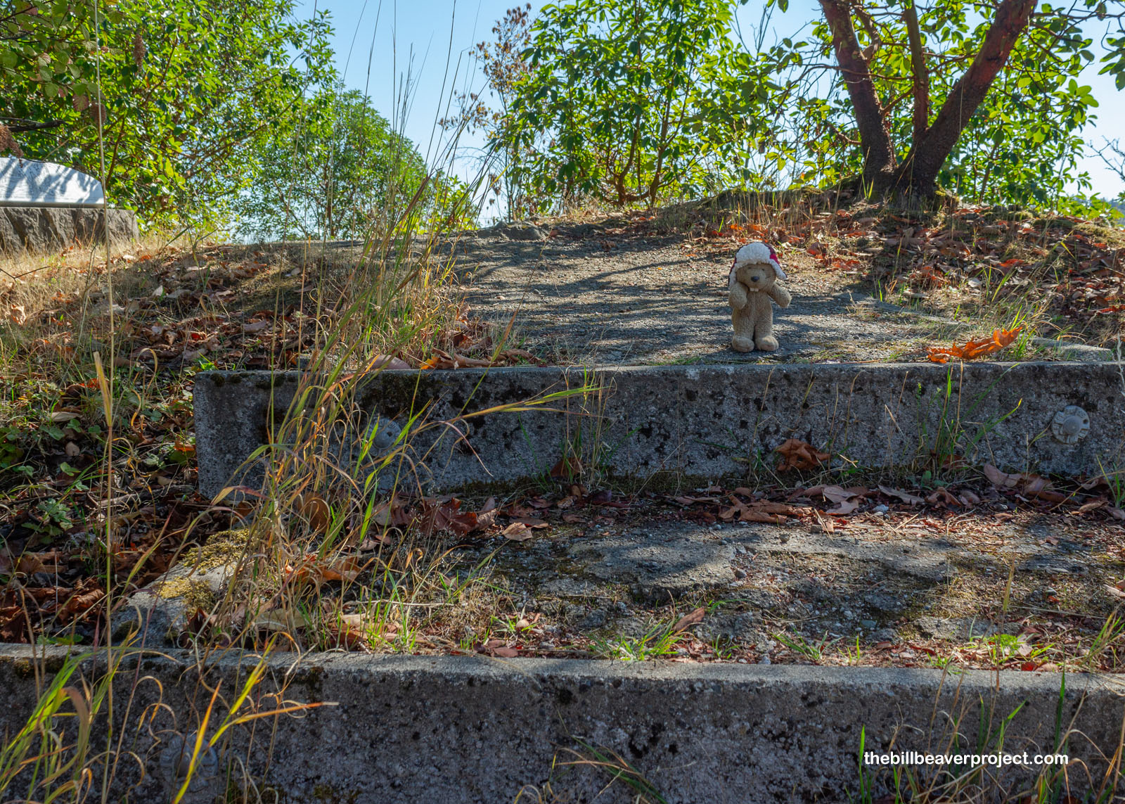 Stairs leading to the top of the beaver lodge!