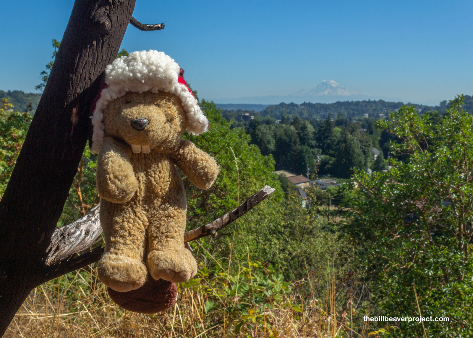 A view of Mt. Rainier from the summit!