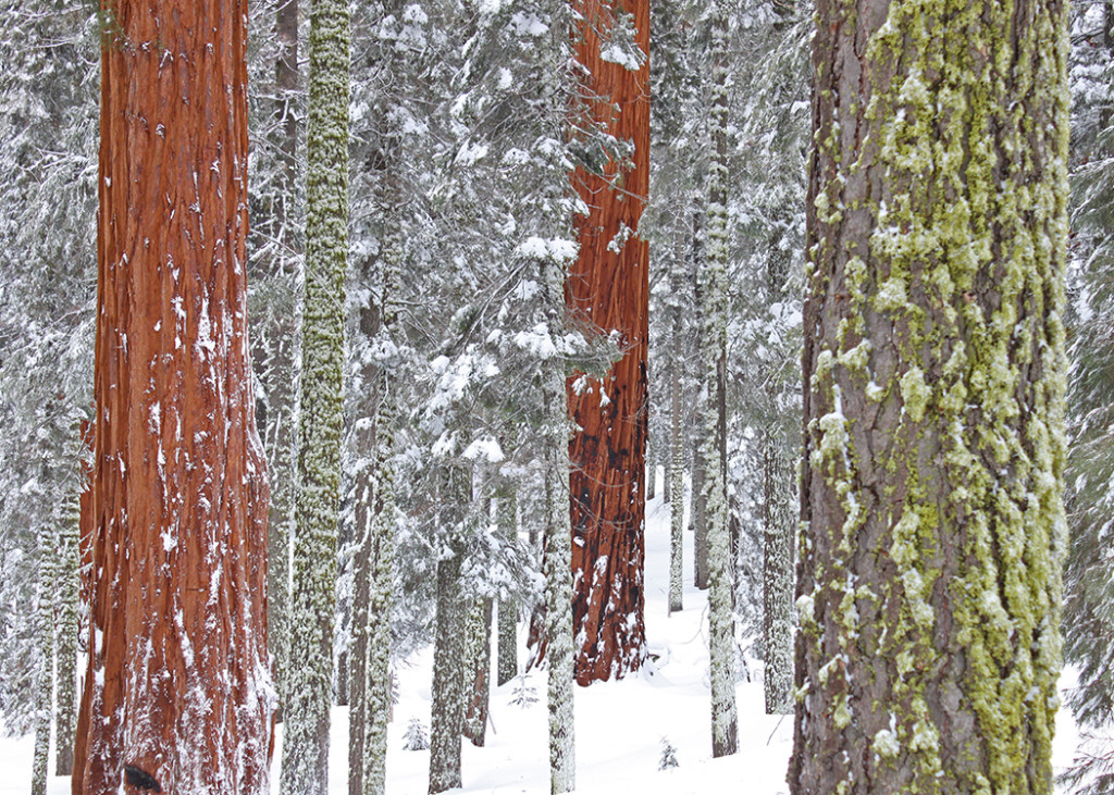 A Wintery Weekend in Sequoia National Park! (Part 1)