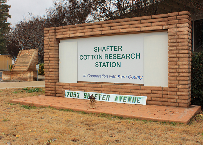 Shafter Cotton Research Station!