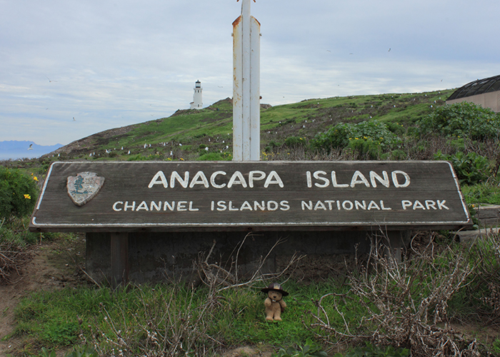 Channel Islands National Park (Anacapa)!