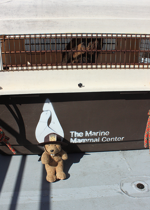 Volunteer with the Marine Mammal Center!