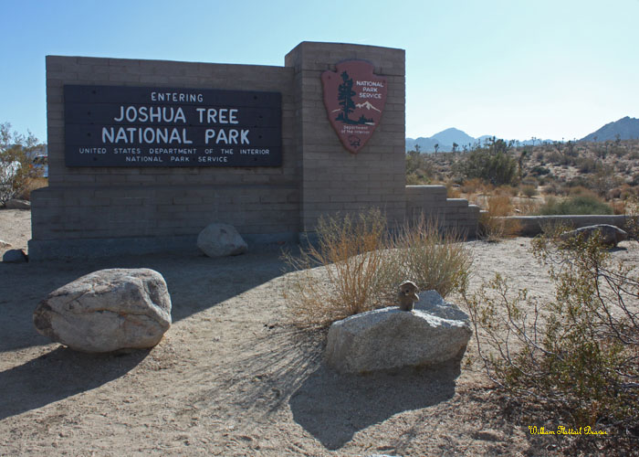 Joshua Tree National Park!