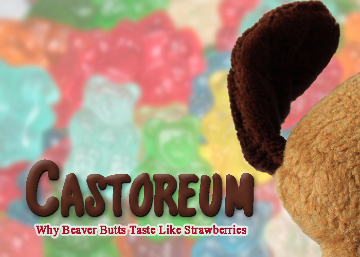 Castoreum: Why Beaver Butts Taste Like Strawberries!