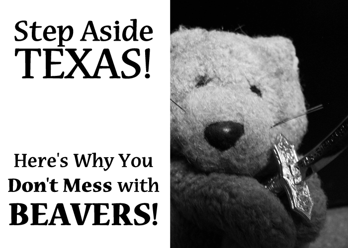 Step Aside, Texas! Here’s Why You Don’t Mess with Beavers!