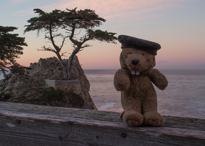 The Lone Cypress!