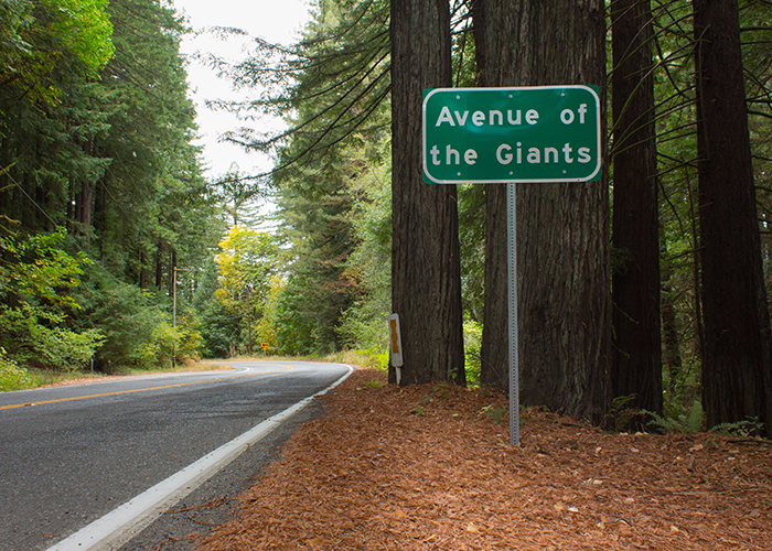 Redwood Real Estate in the Avenue of the Giants!