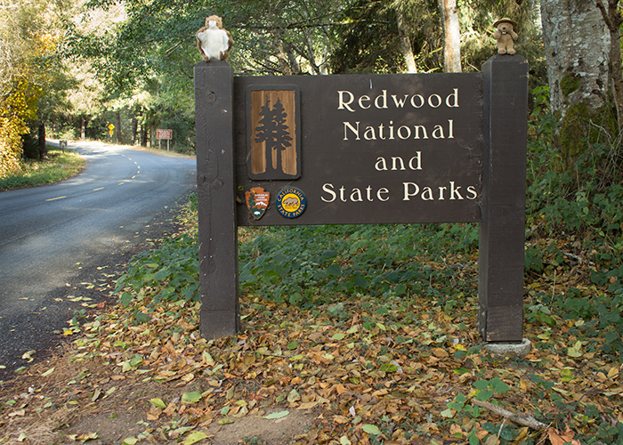 Redwood National Park!