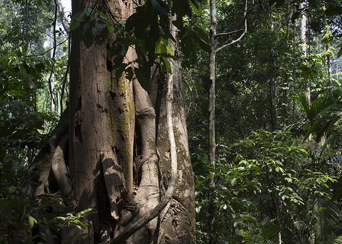 Tracking Elephants in the Jungle of Khao Yai!