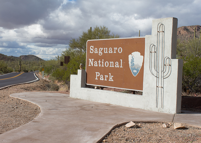 Saguaro National Park!