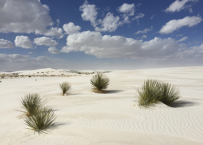 Old Winds, White Sands, New Mexico!