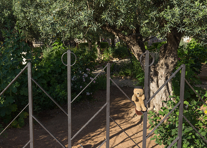 The Garden of Gethsemane!