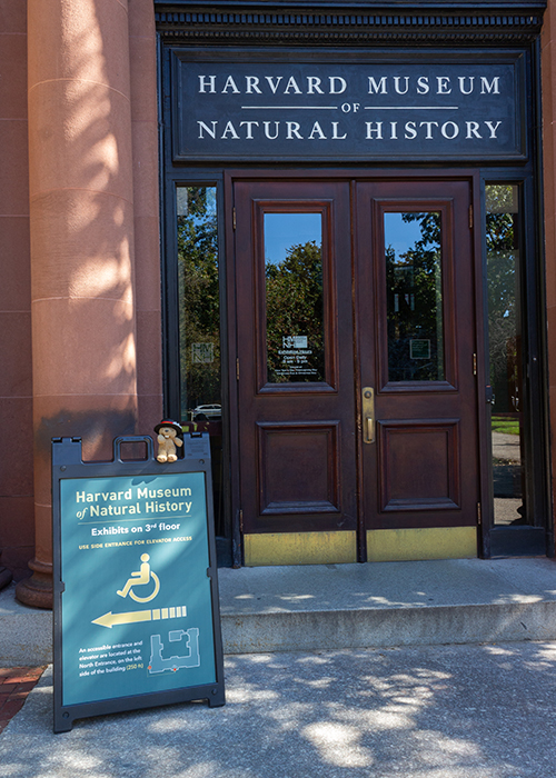 Harvard Museum of Natural History!