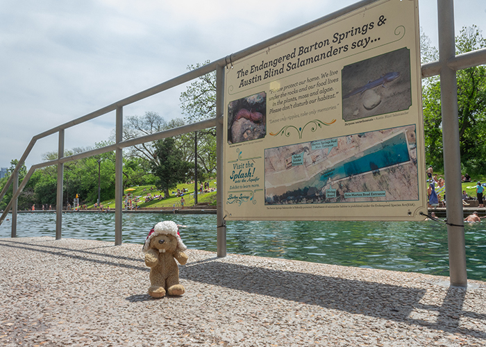 Barton Springs!