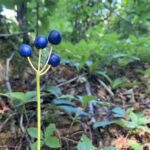 Berry’d Alive at Isle Royale!