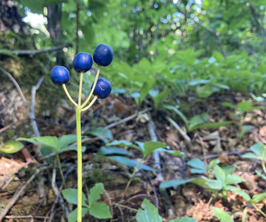 Berry’d Alive at Isle Royale!