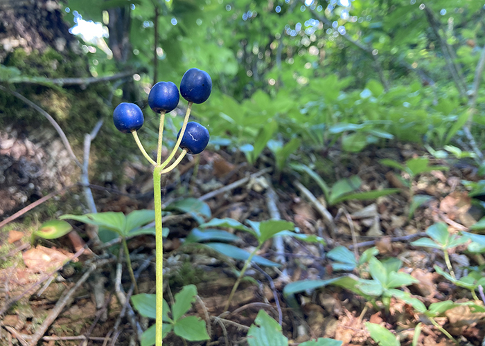 Berry’d Alive at Isle Royale!