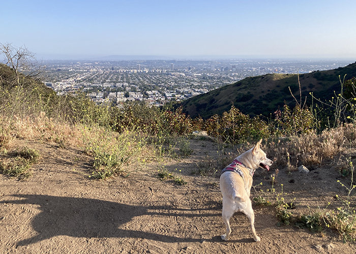 Training Day at Runyon Canyon!