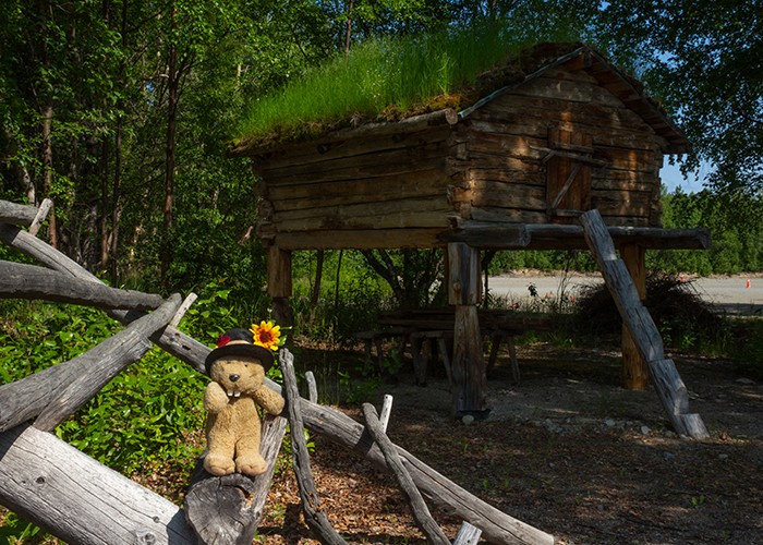 Wassillie Trefon Dena’ina Fish Cache!