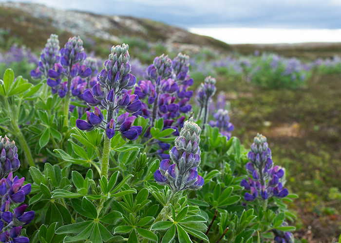 Katmai Trek 5: Cold Camp to Lupine Camp!