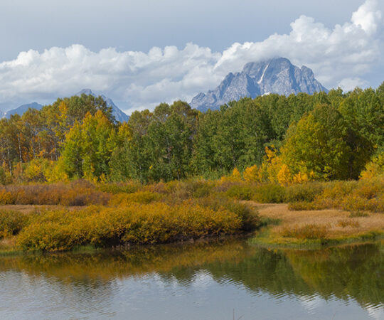 Grand Tetons and a Golden Lastleaf!