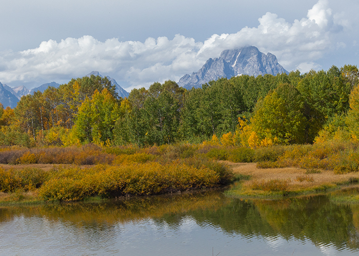 Grand Tetons and a Golden Lastleaf!