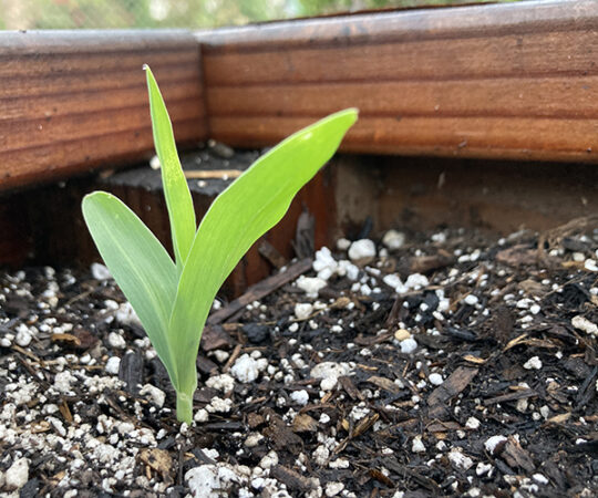 Old Bill Beaver on a Farm, Happy New Year’s Day!