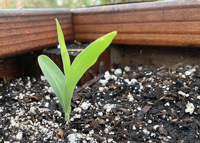 Old Bill Beaver on a Farm, Happy New Year’s Day!