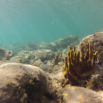 Hauled Over to Haulover for a Deep Dive Reef Dive!