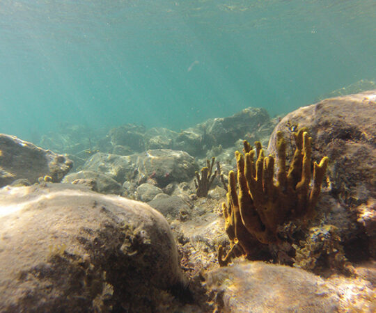 Hauled Over to Haulover for a Deep Dive Reef Dive!