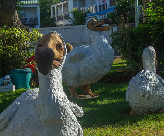 Wake Me Up Before You Dodo!