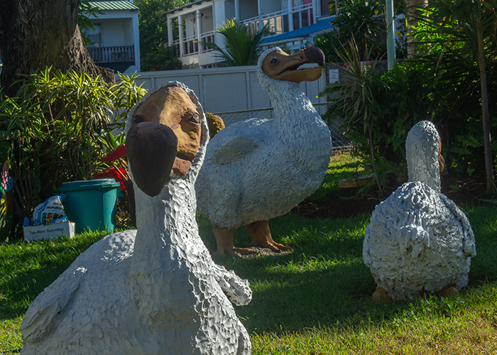 Wake Me Up Before You Dodo!