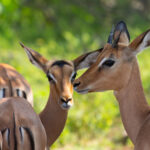 A Safari in Botswana to See What I Really Wanna!