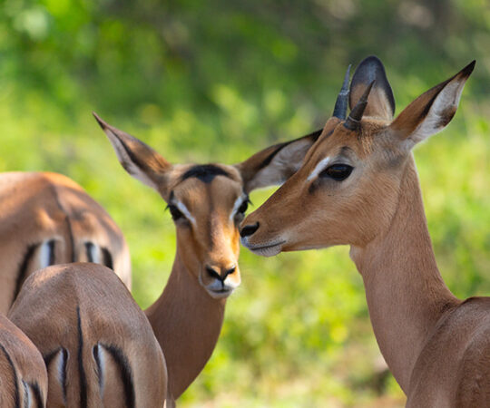 A Safari in Botswana to See What I Really Wanna!