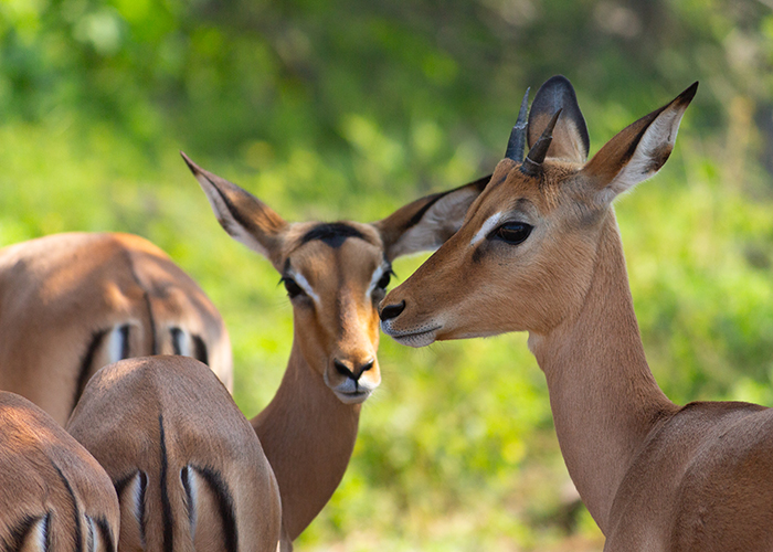 A Safari in Botswana to See What I Really Wanna!