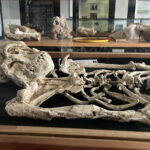 Rock-a-bye Billy in the Cradle of Humankind!