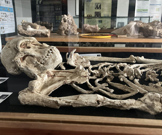 Rock-a-bye Billy in the Cradle of Humankind!