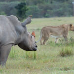 Well Gotten Welgevonden: A Beaver on Safari!