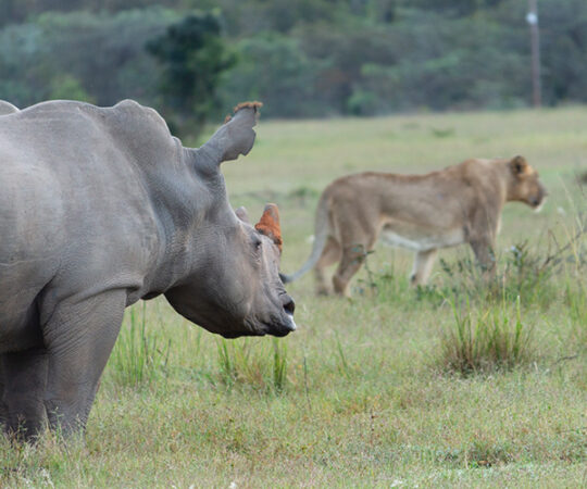 Well Gotten Welgevonden: A Beaver on Safari!