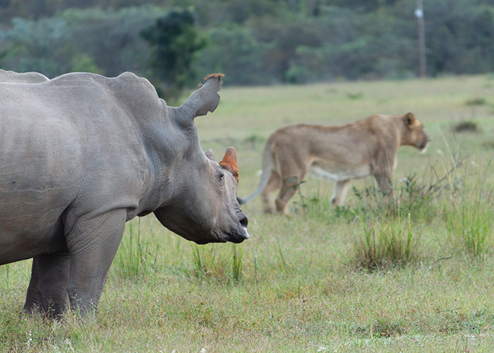 Well Gotten Welgevonden: A Beaver on Safari!