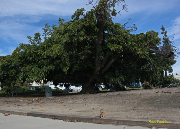 Paradox Hybrid Walnut Tree