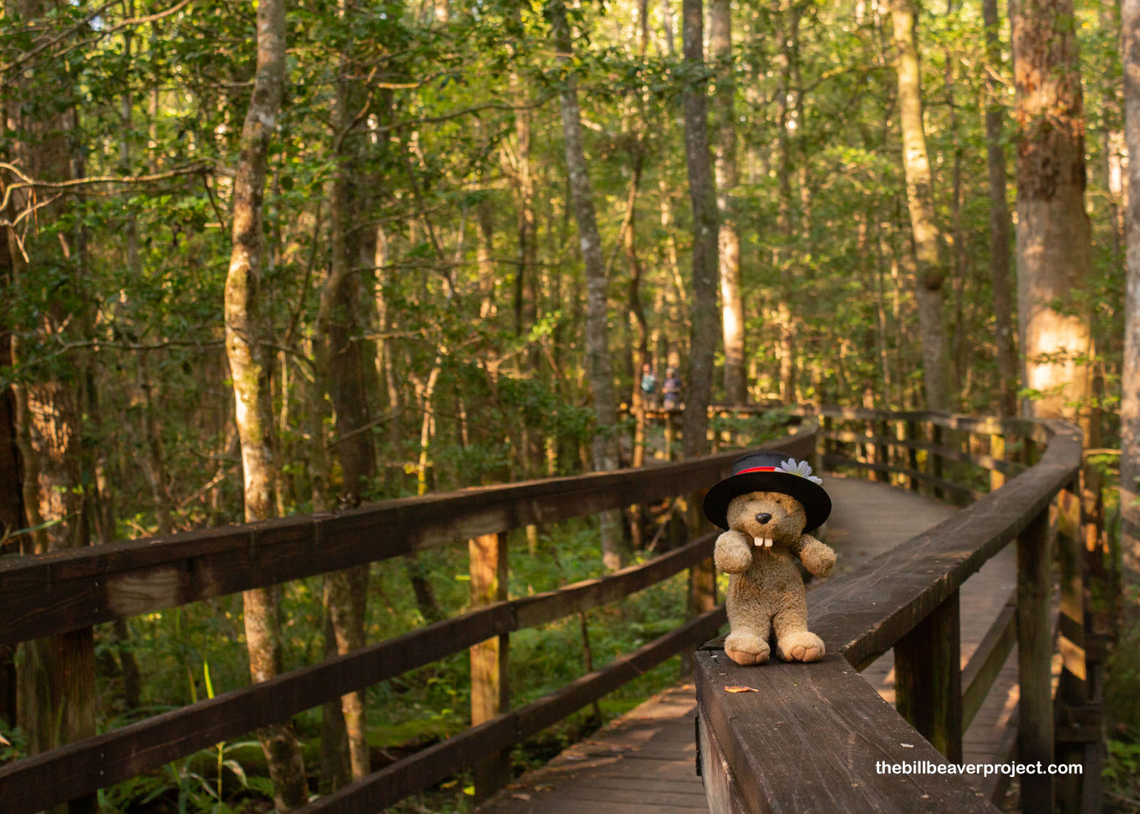 The boardwalk loop through the thick forest!