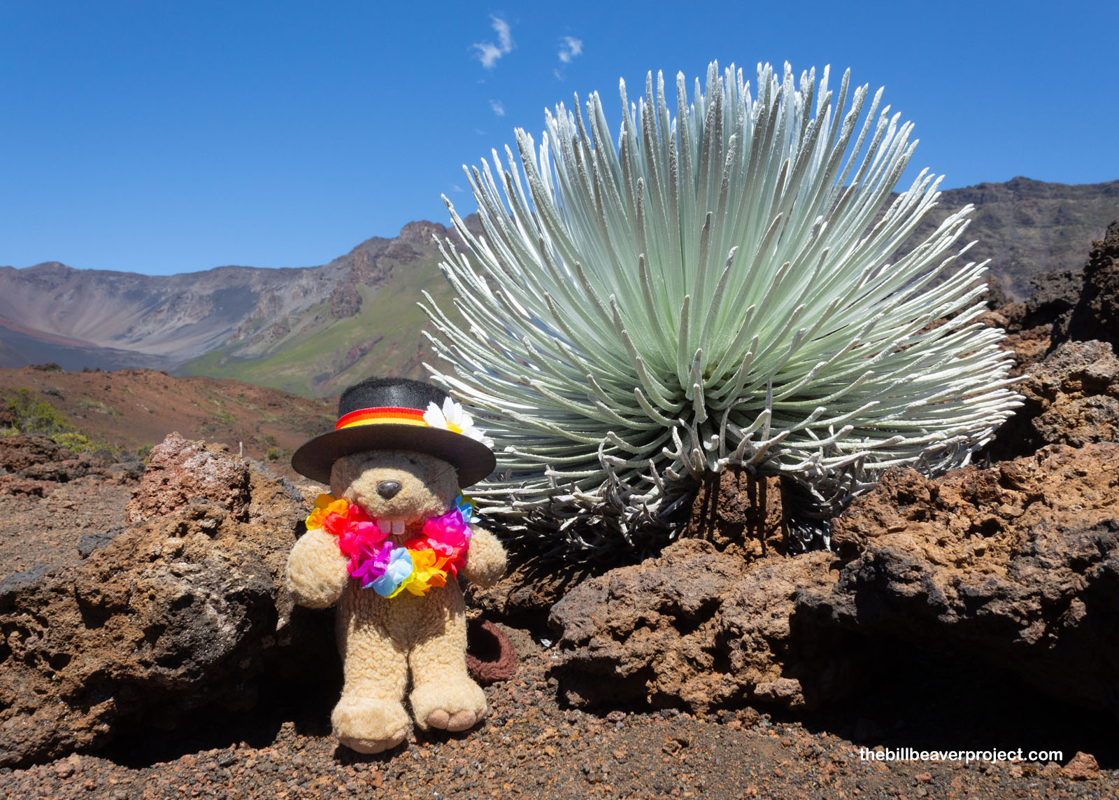 A magnificent silversword!