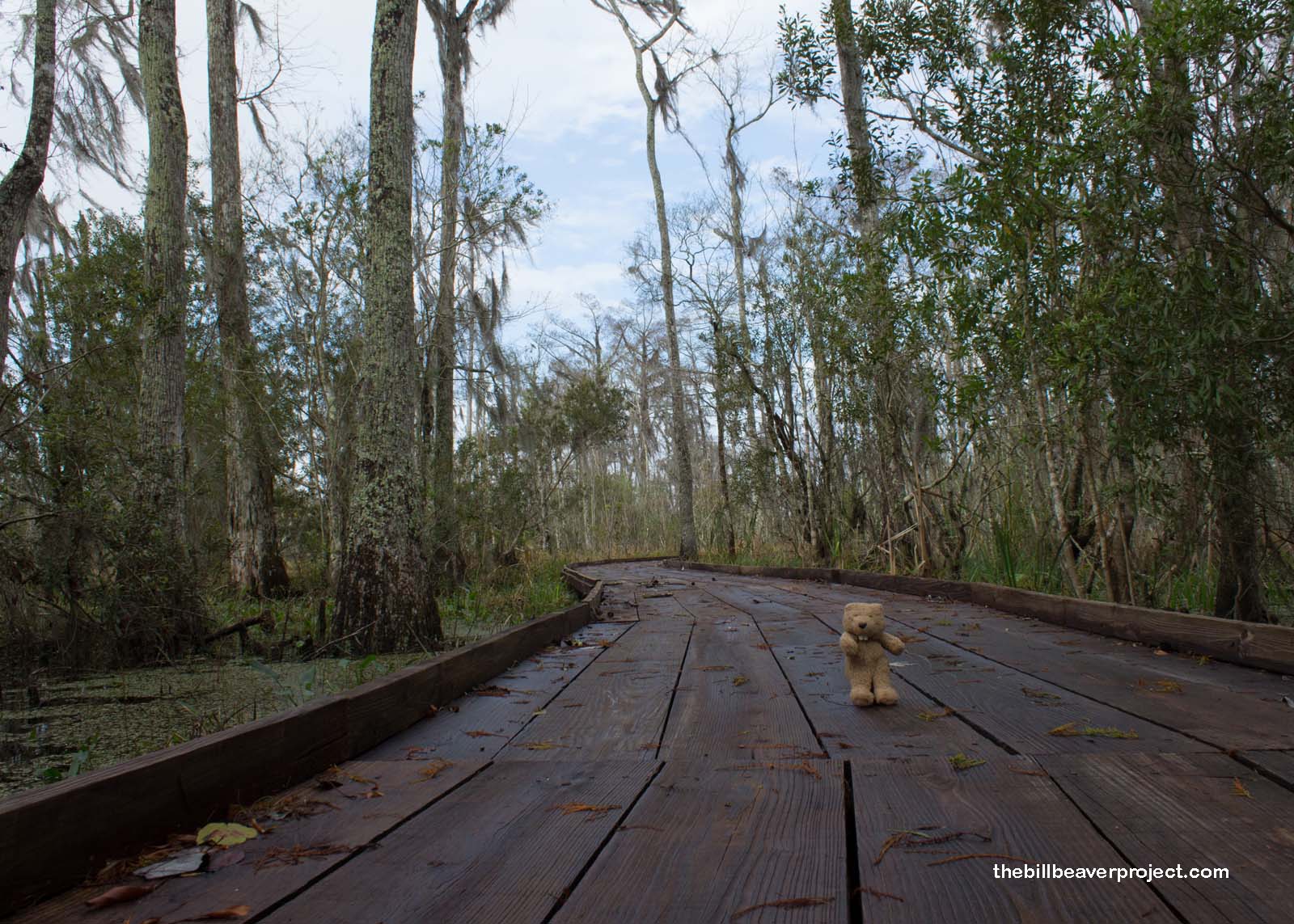 The Barataria Preserve has neat boardwalks that take you through the bayou!