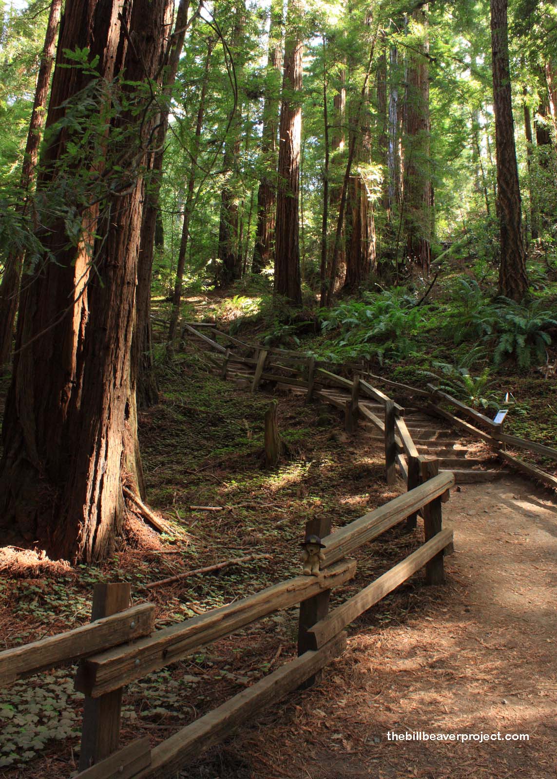 Muir Woods National Monument! - The Bill Beaver Project